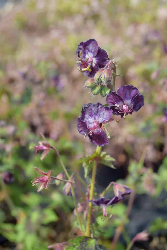 Geranium phaeum var. phaeum 'Samobor' ---